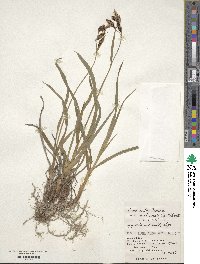 Carex scita var. riishirensis image