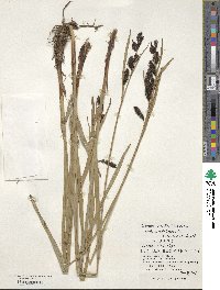 Carex scita var. scabrinervia image