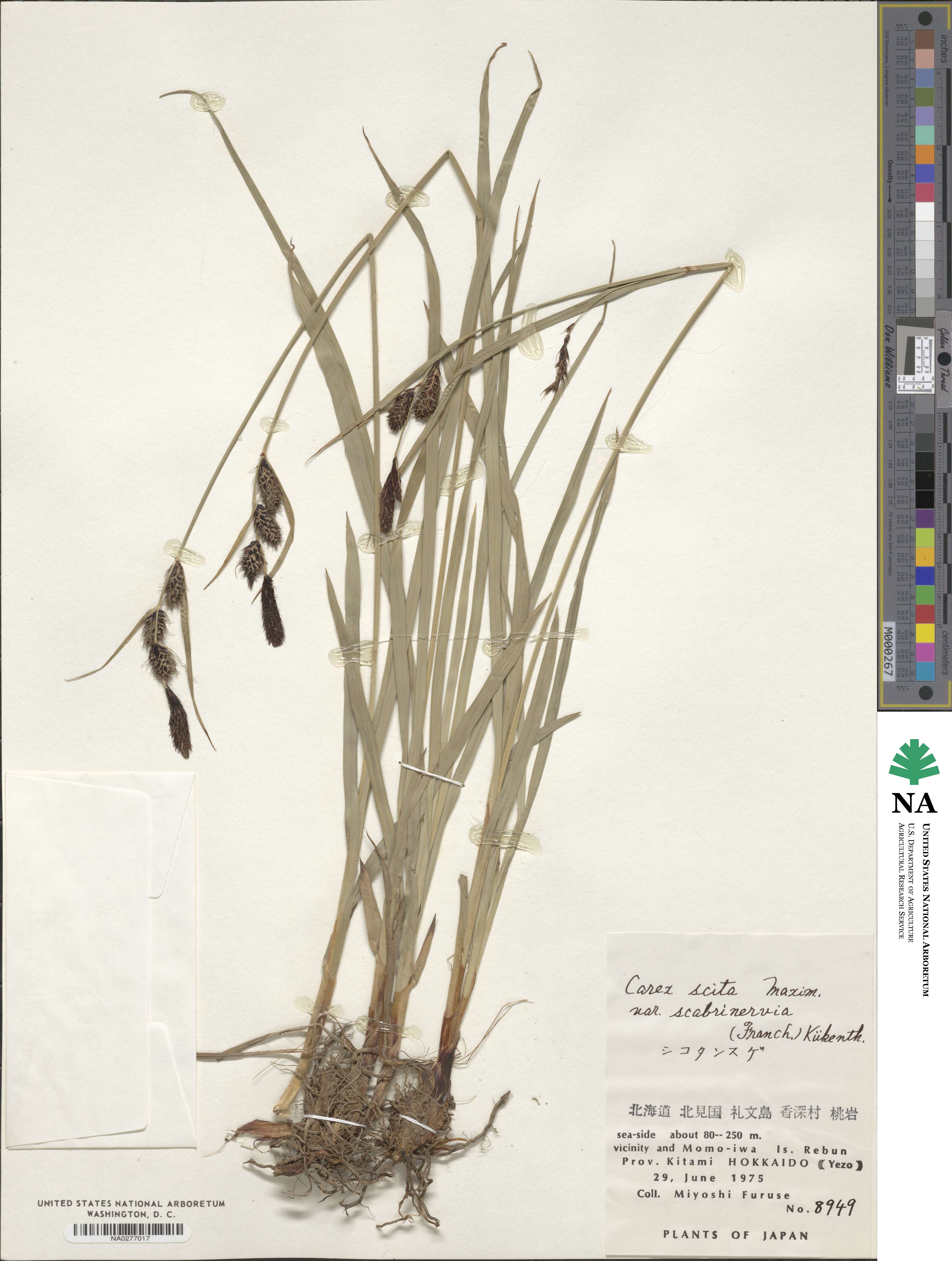Carex scita image
