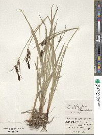 Carex scita var. scabrinervia image