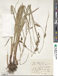 Carex scita var. scabrinervia image