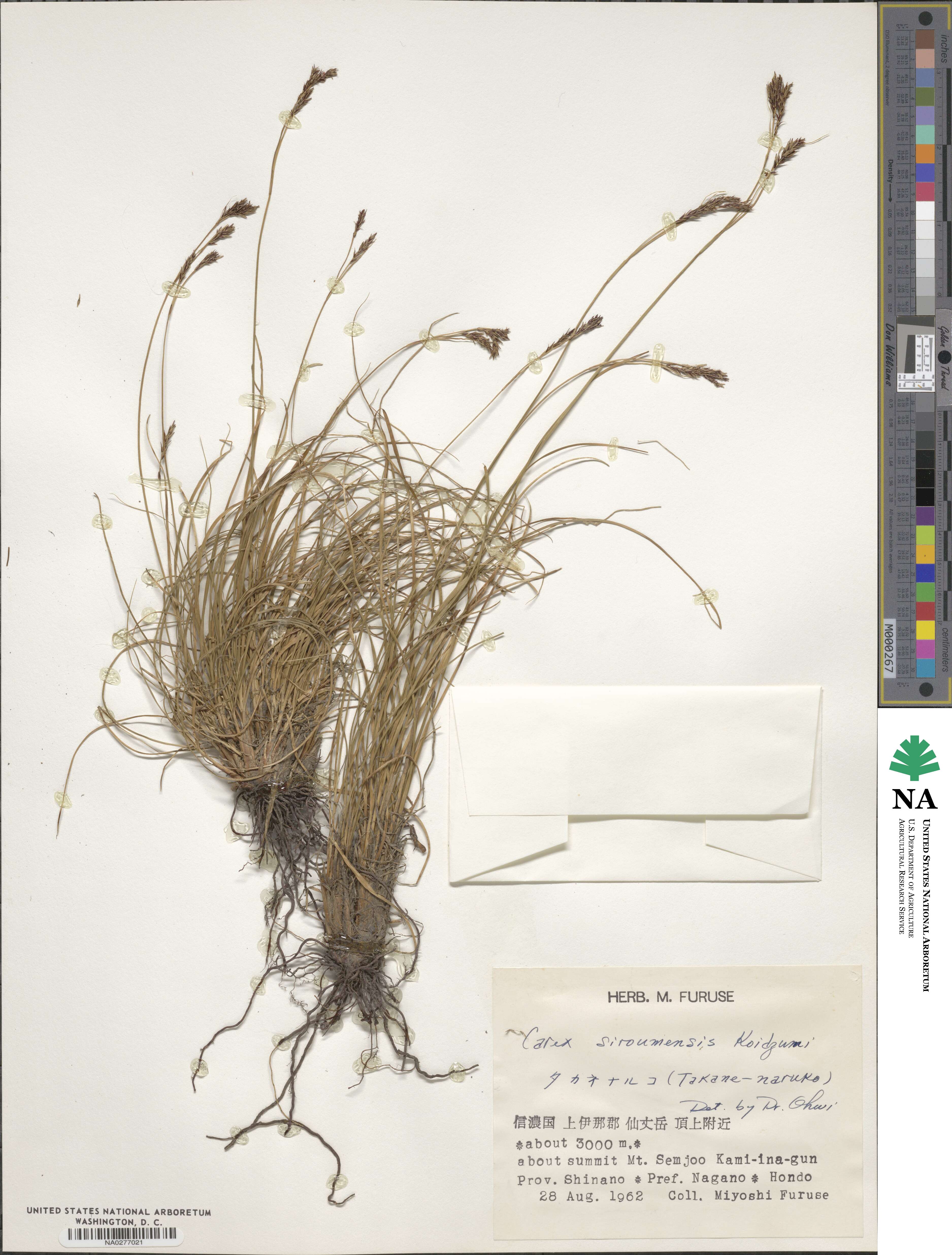 Carex siroumensis image