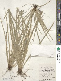 Carex sociata image