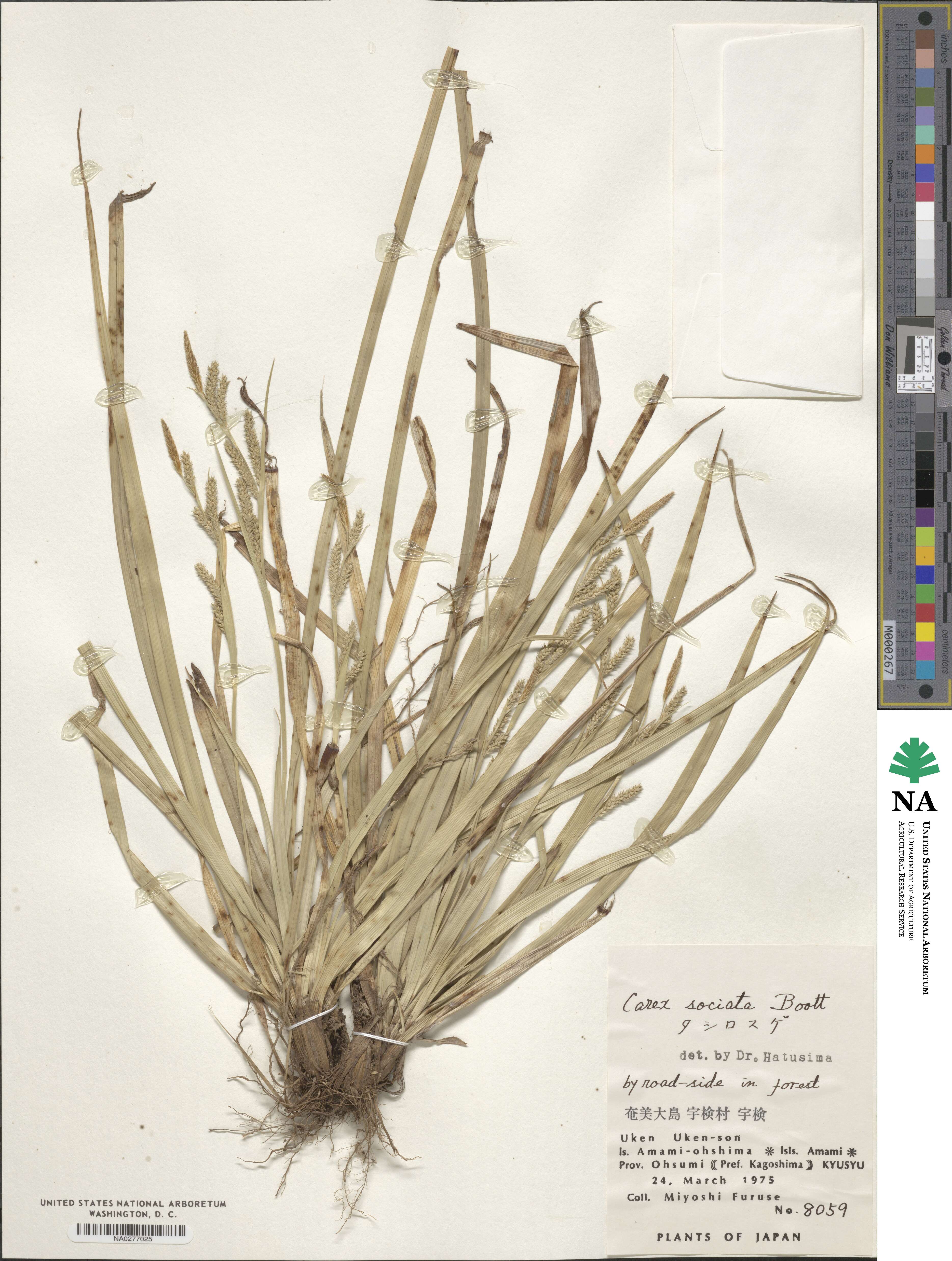 Carex sociata image