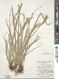 Carex sociata image