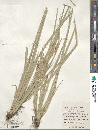 Carex sociata image