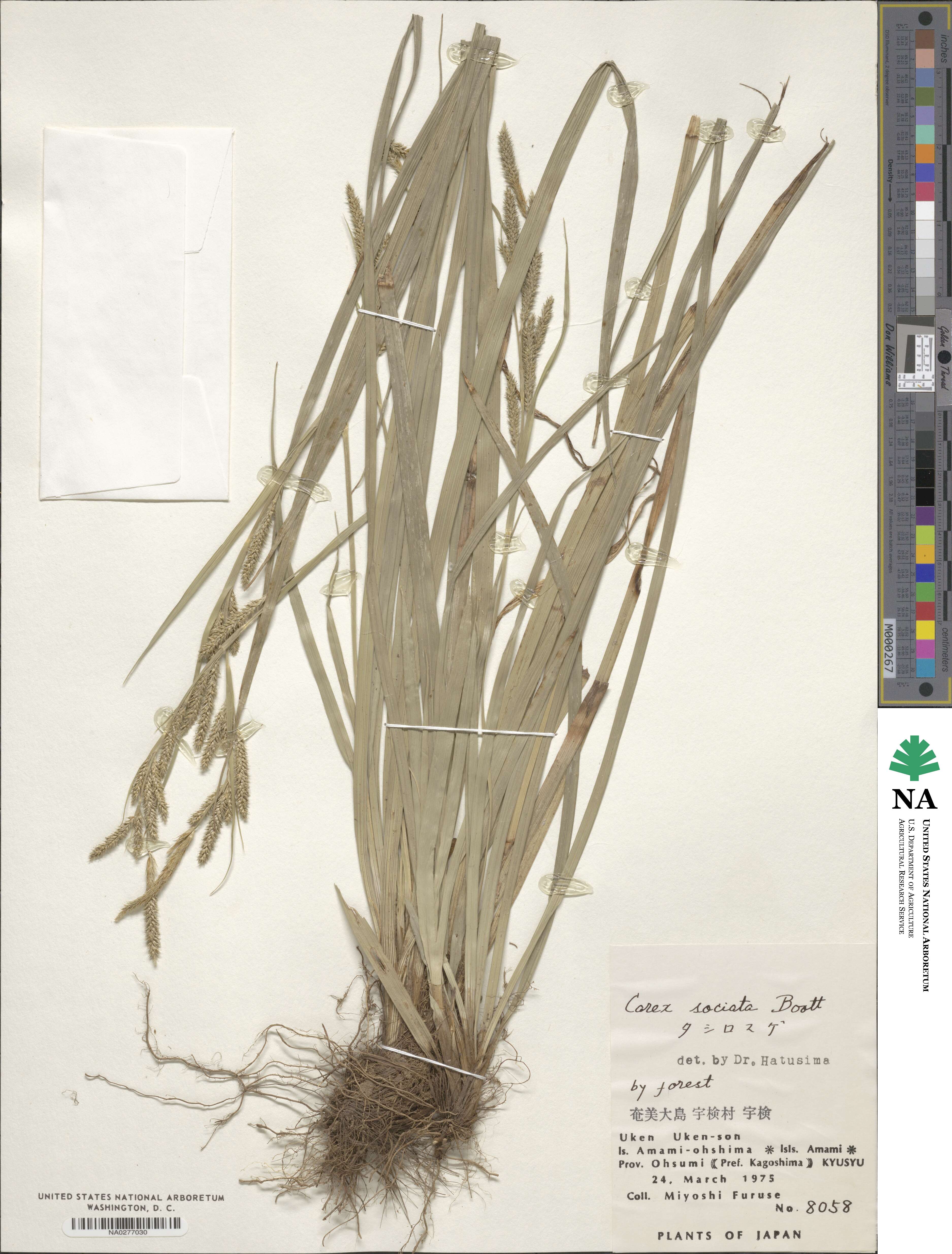 Carex sociata image