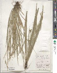 Carex sociata image