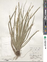 Carex sociata image