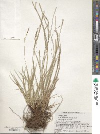 Carex stenostachys image