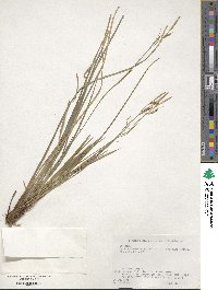 Carex stenostachys image