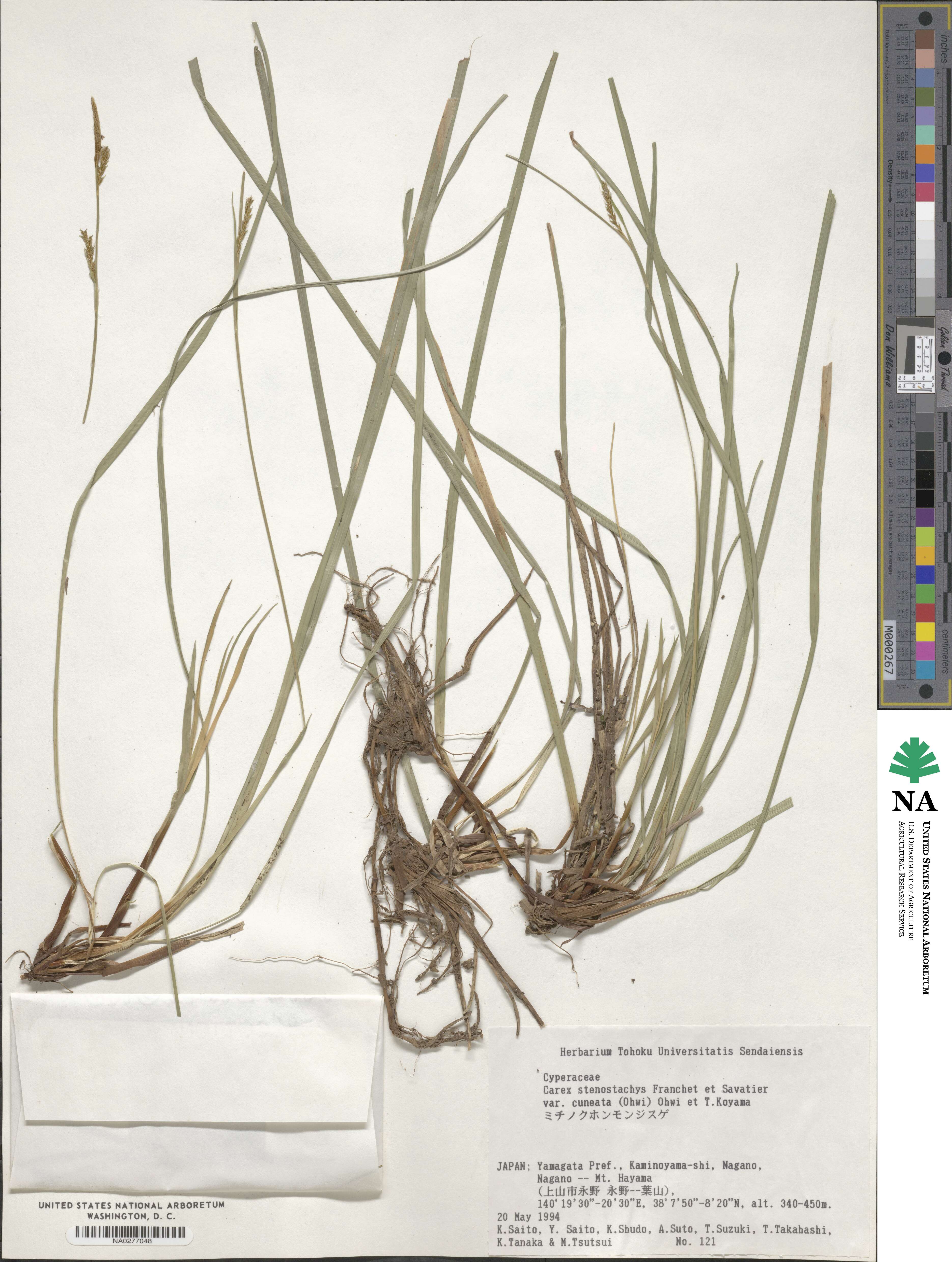 Carex stenostachys image