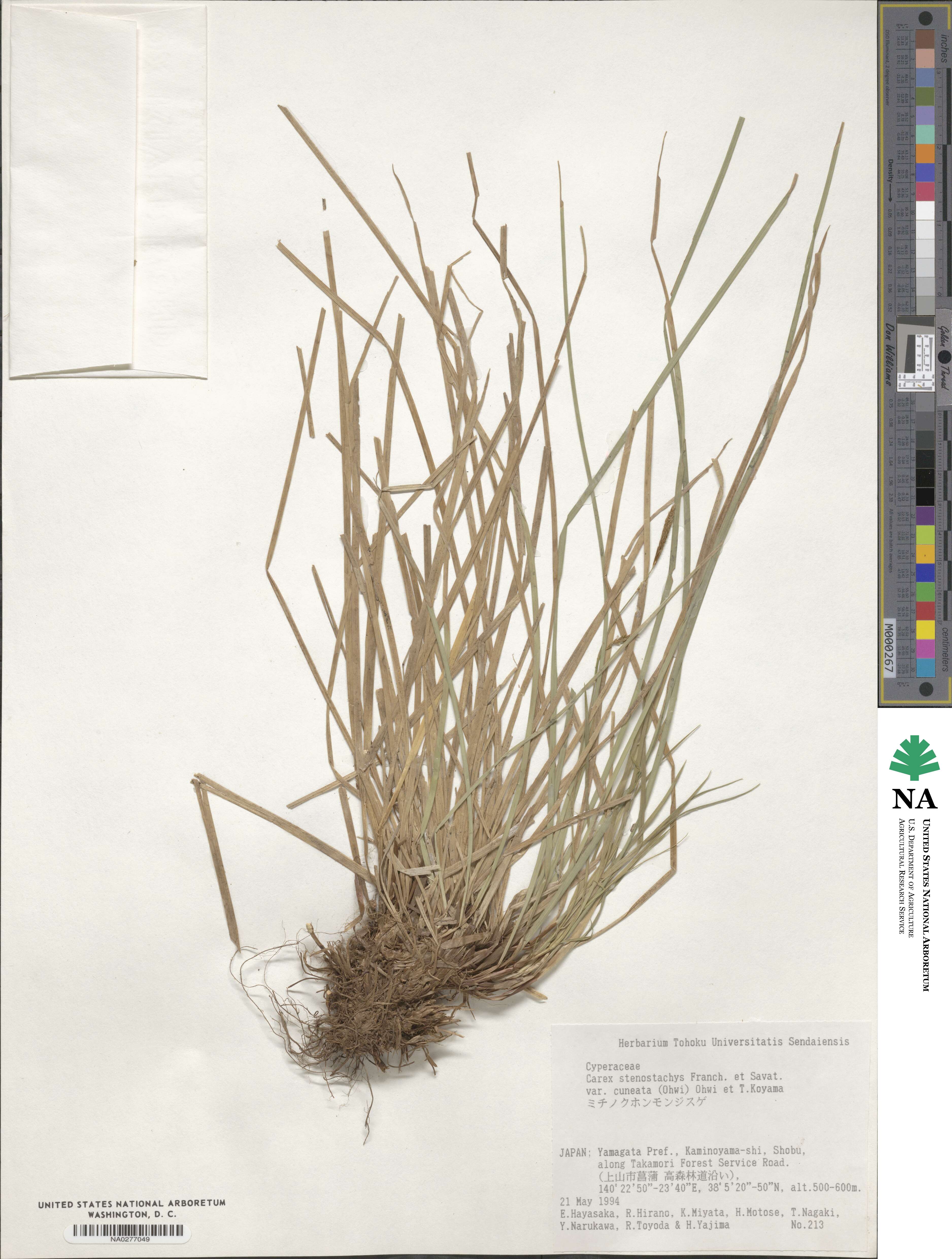 Carex stenostachys image