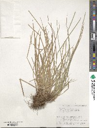 Carex stenostachys image