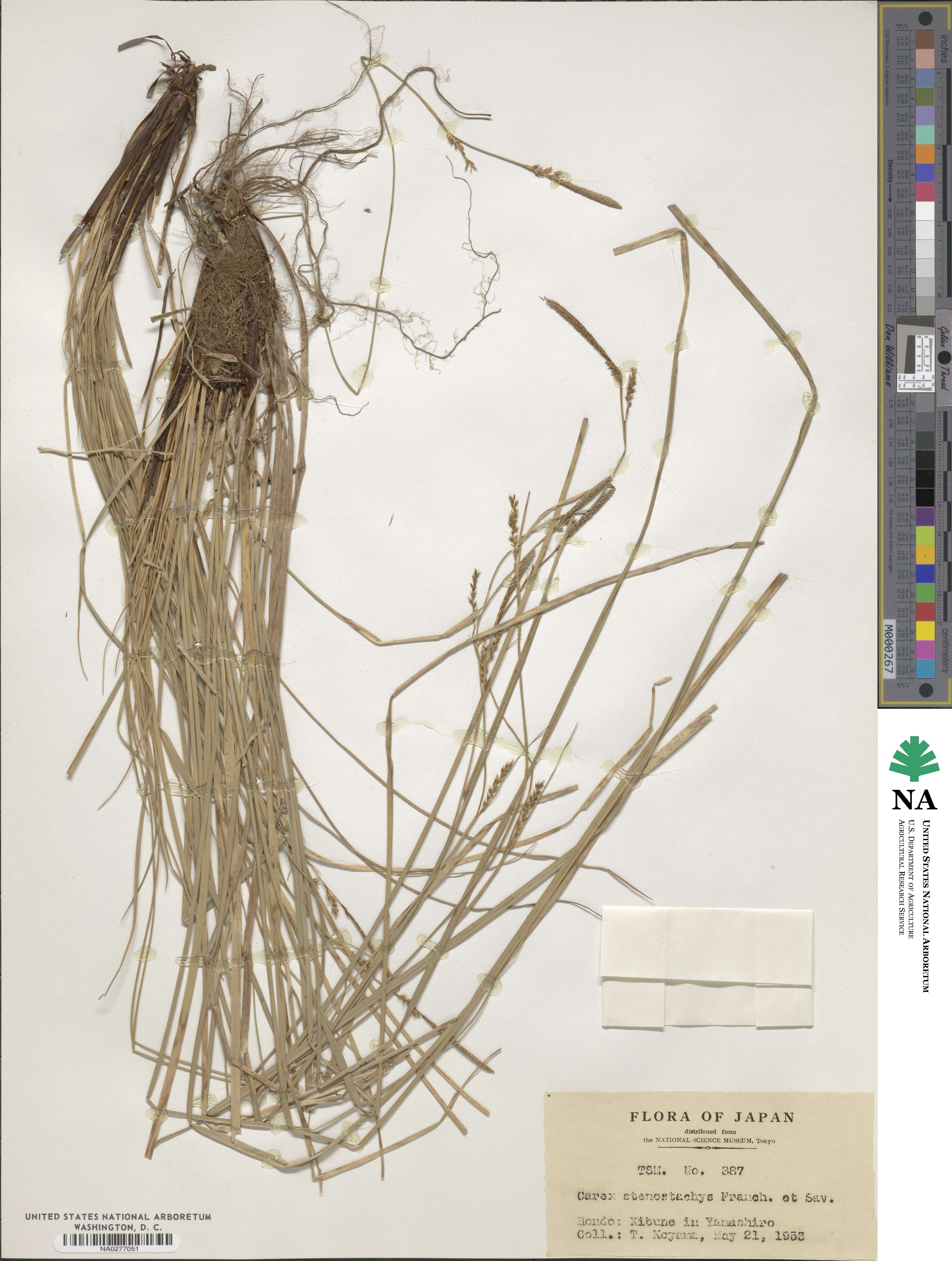 Carex stenostachys image
