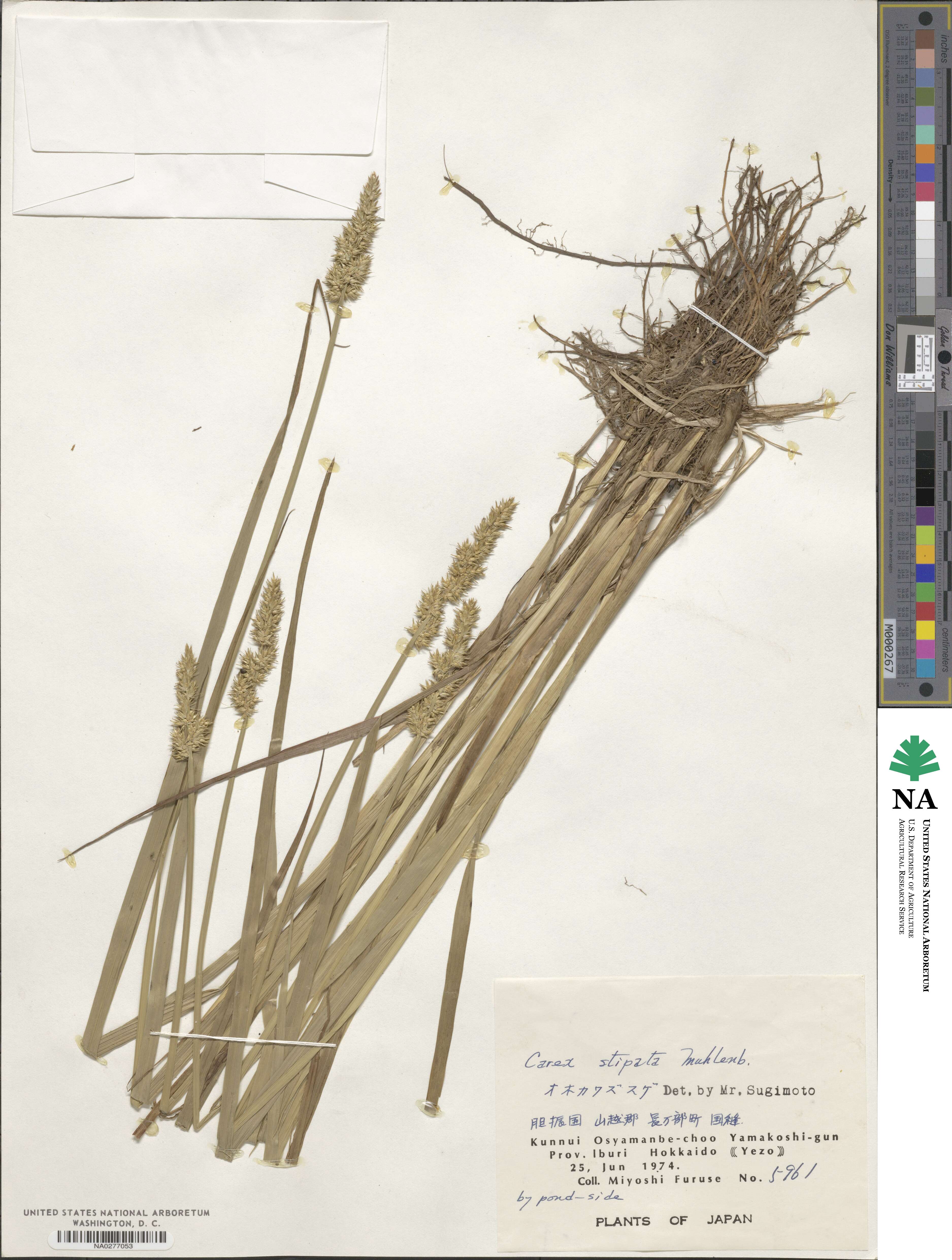 Carex stipata image