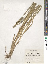 Carex stipata image