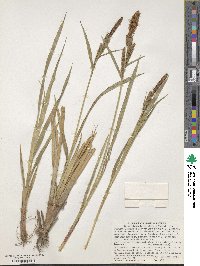 Carex wahuensis subsp. robusta image