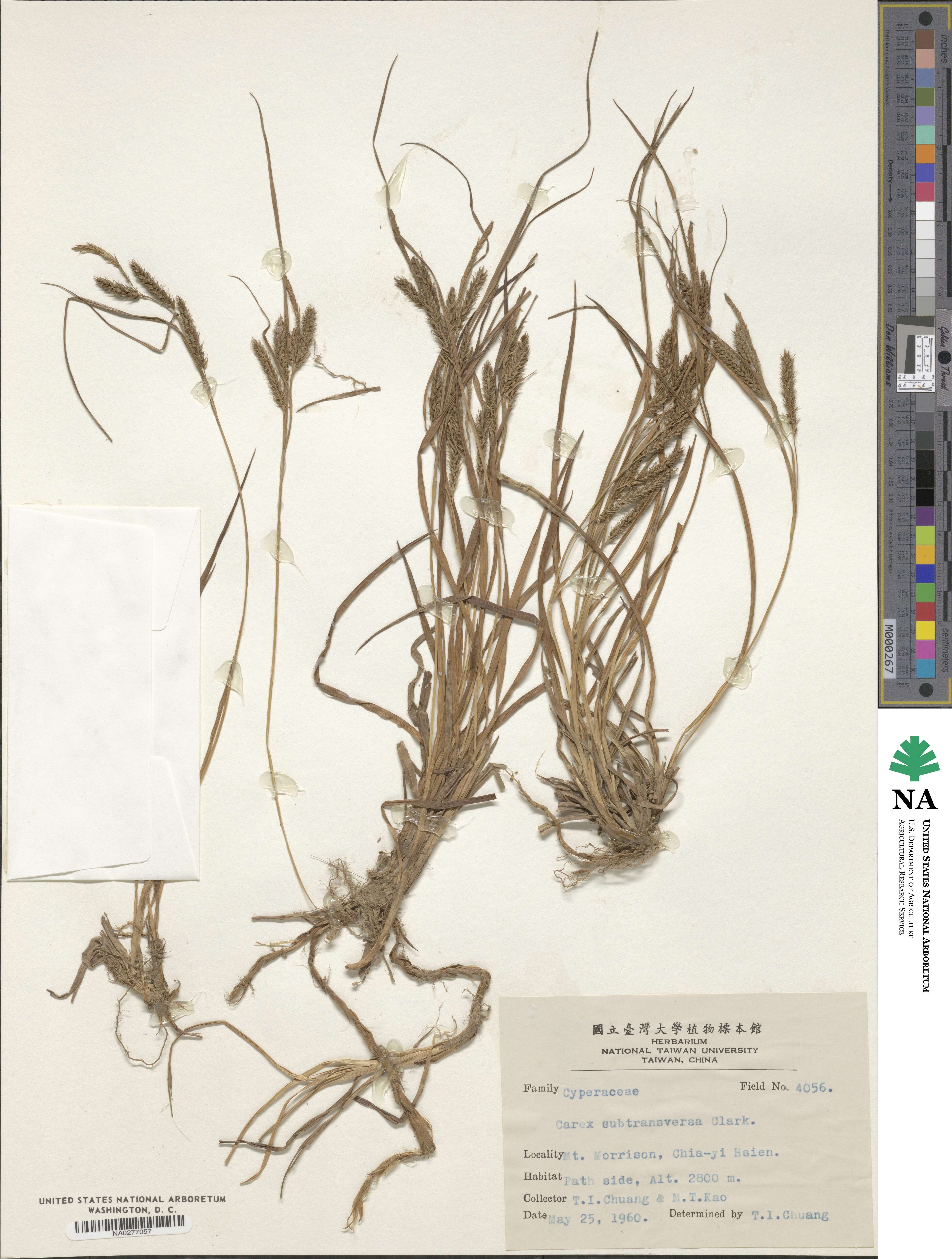 Carex subtransversa image