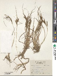 Carex subtransversa image