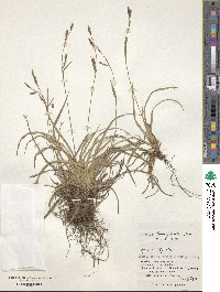 Carex tenuiformis image