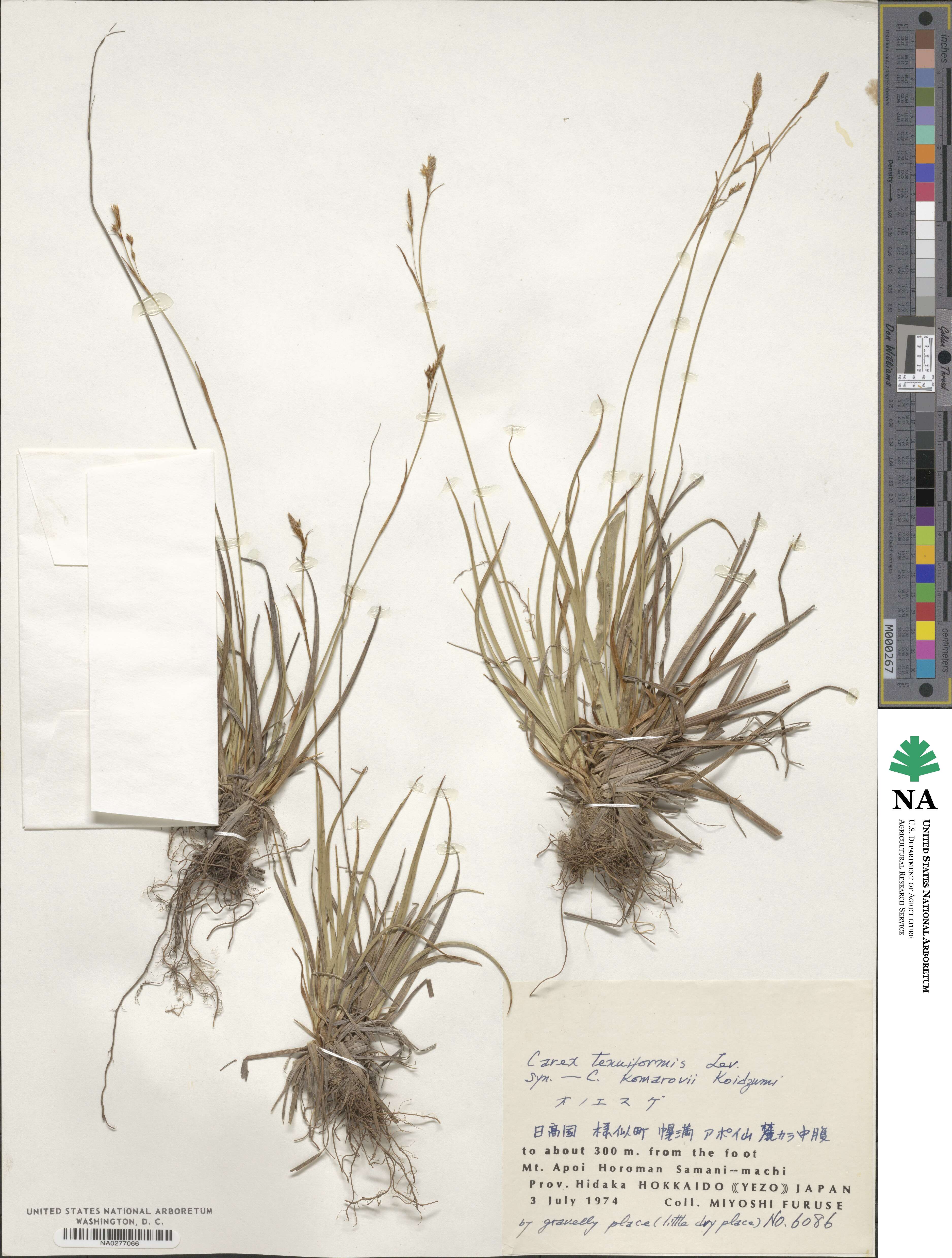 Carex tenuiformis image