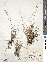 Carex tenuiformis image