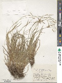 Carex tenuiformis image