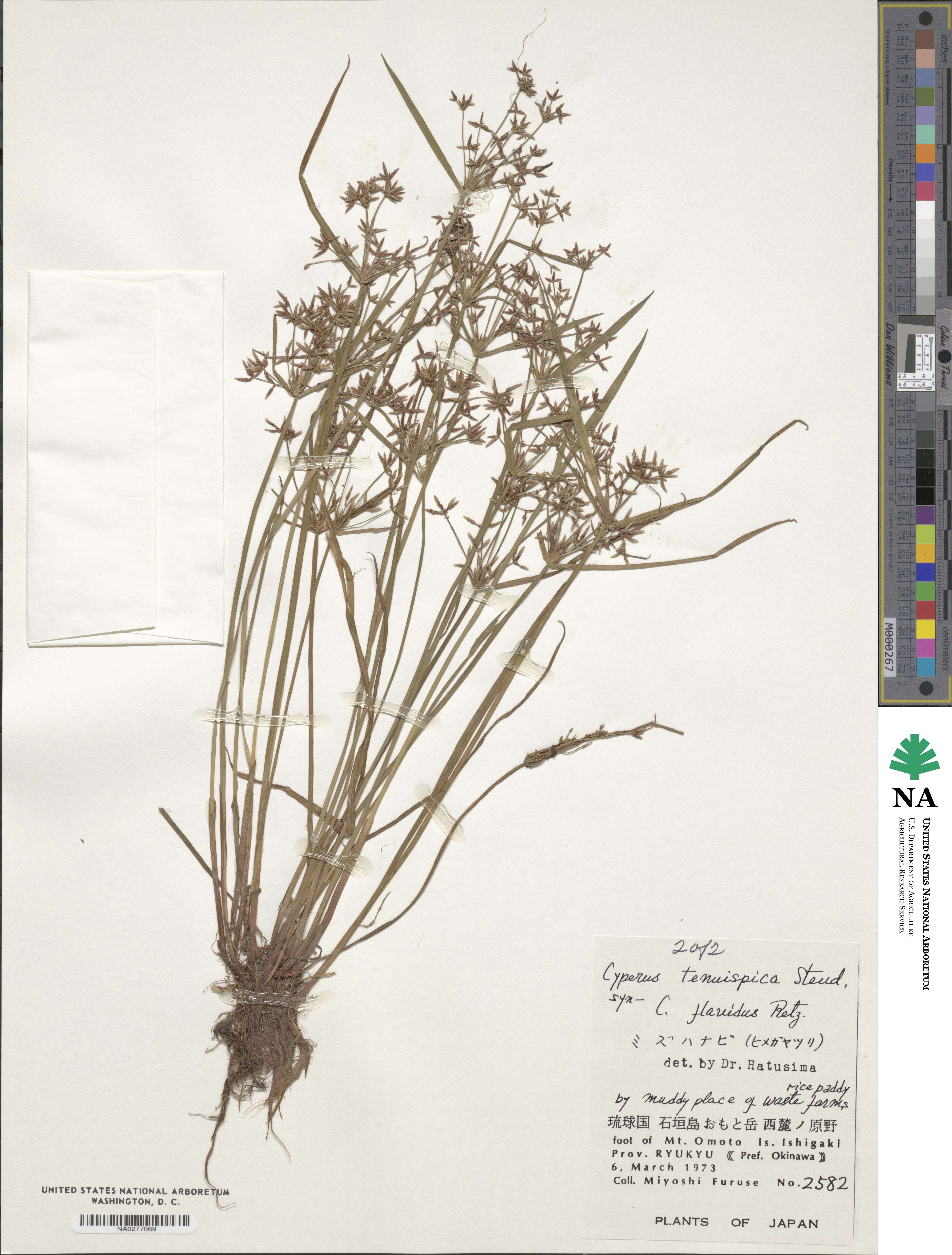 Carex tenuispica image