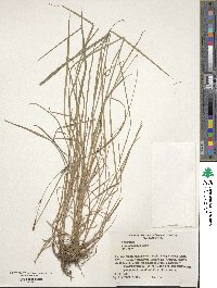 Carex thunbergii image