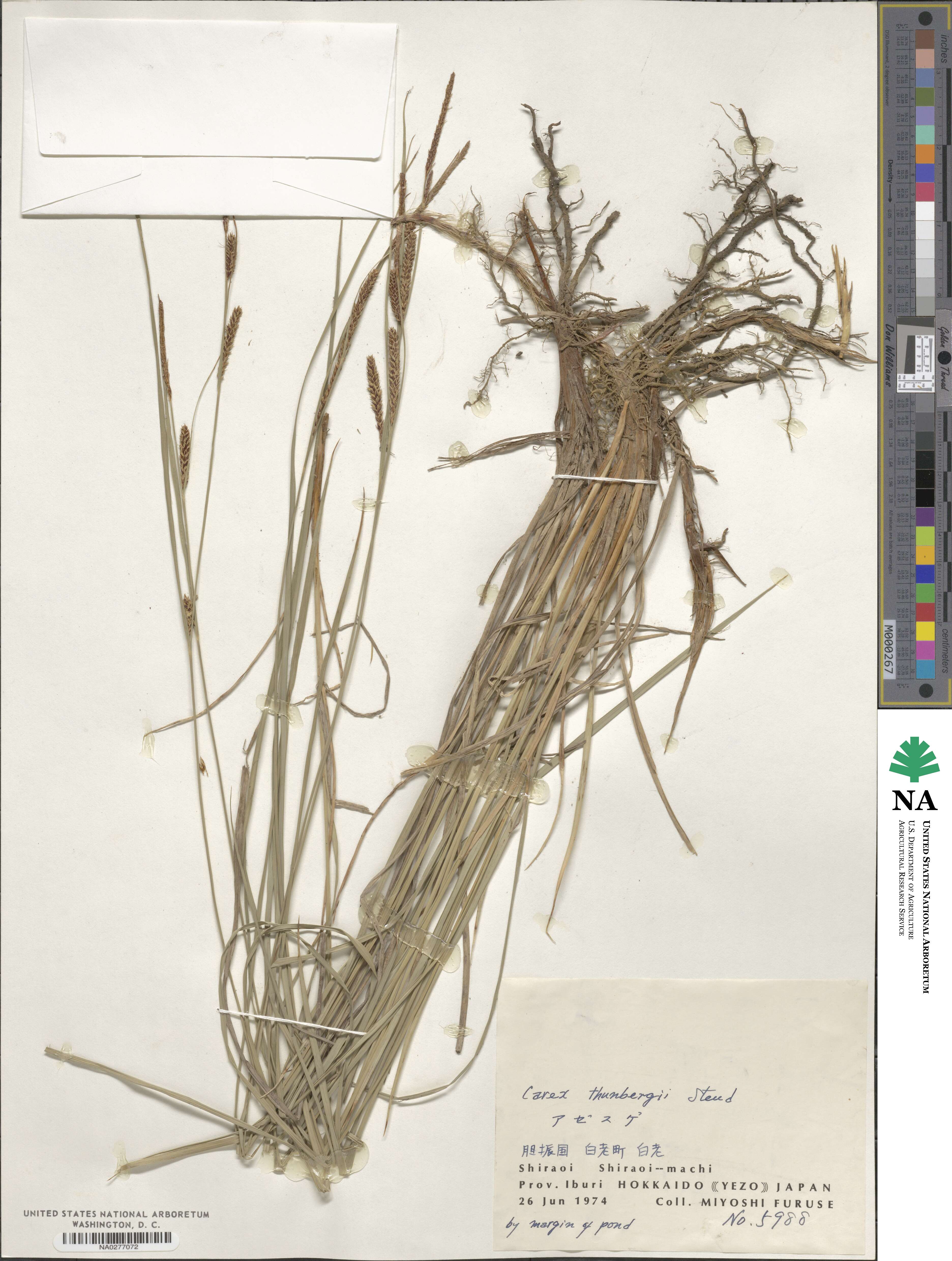 Carex thunbergii image