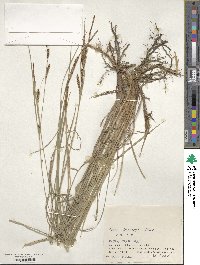 Carex thunbergii image