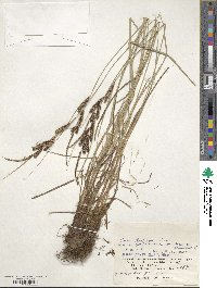 Carex thunbergii image