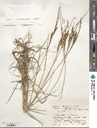 Carex thunbergii image