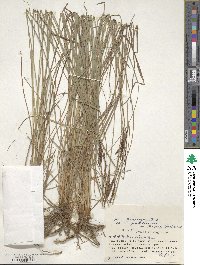 Carex thunbergii image