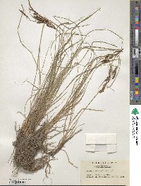 Carex thunbergii image