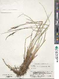 Carex appendiculata image