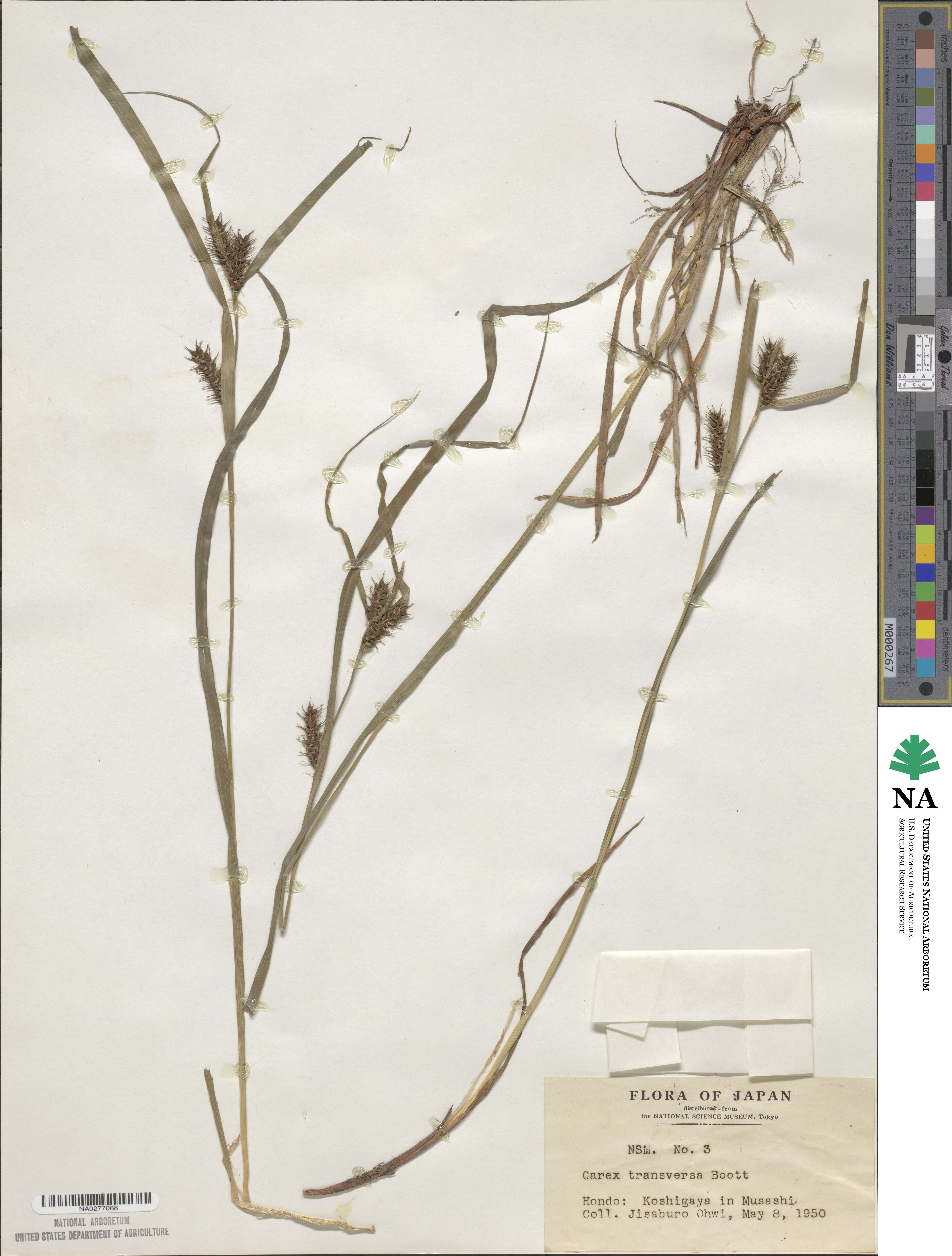 Carex transversa image