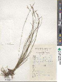 Carex tristachya image