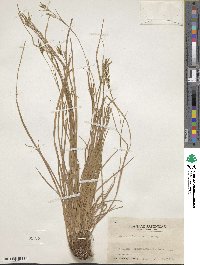 Carex tristachya image