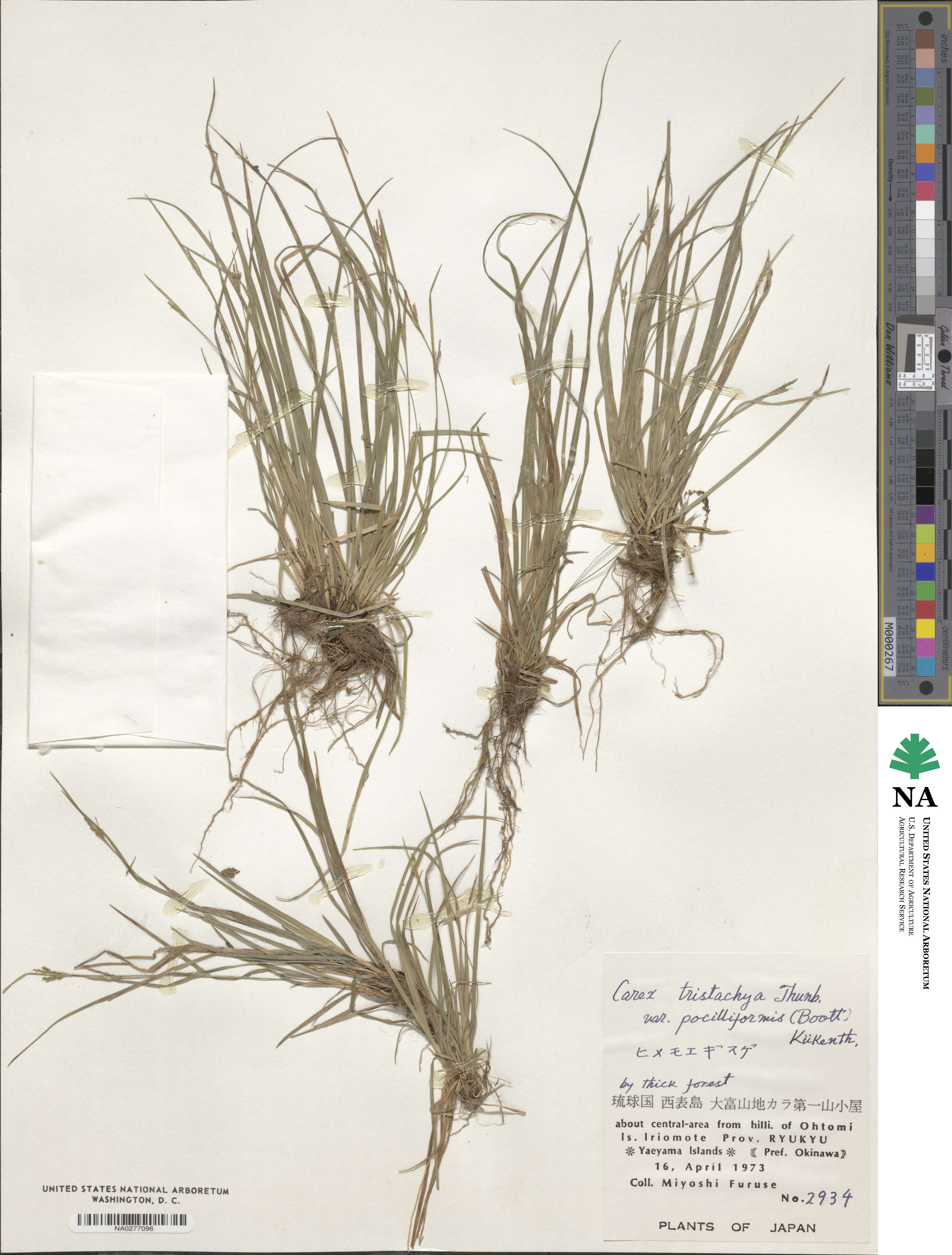 Carex tristachya var. pocilliformis image