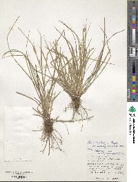 Carex tristachya var. pocilliformis image