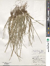 Carex tristachya var. pocilliformis image