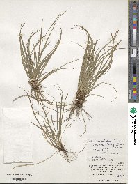 Carex tristachya var. pocilliformis image