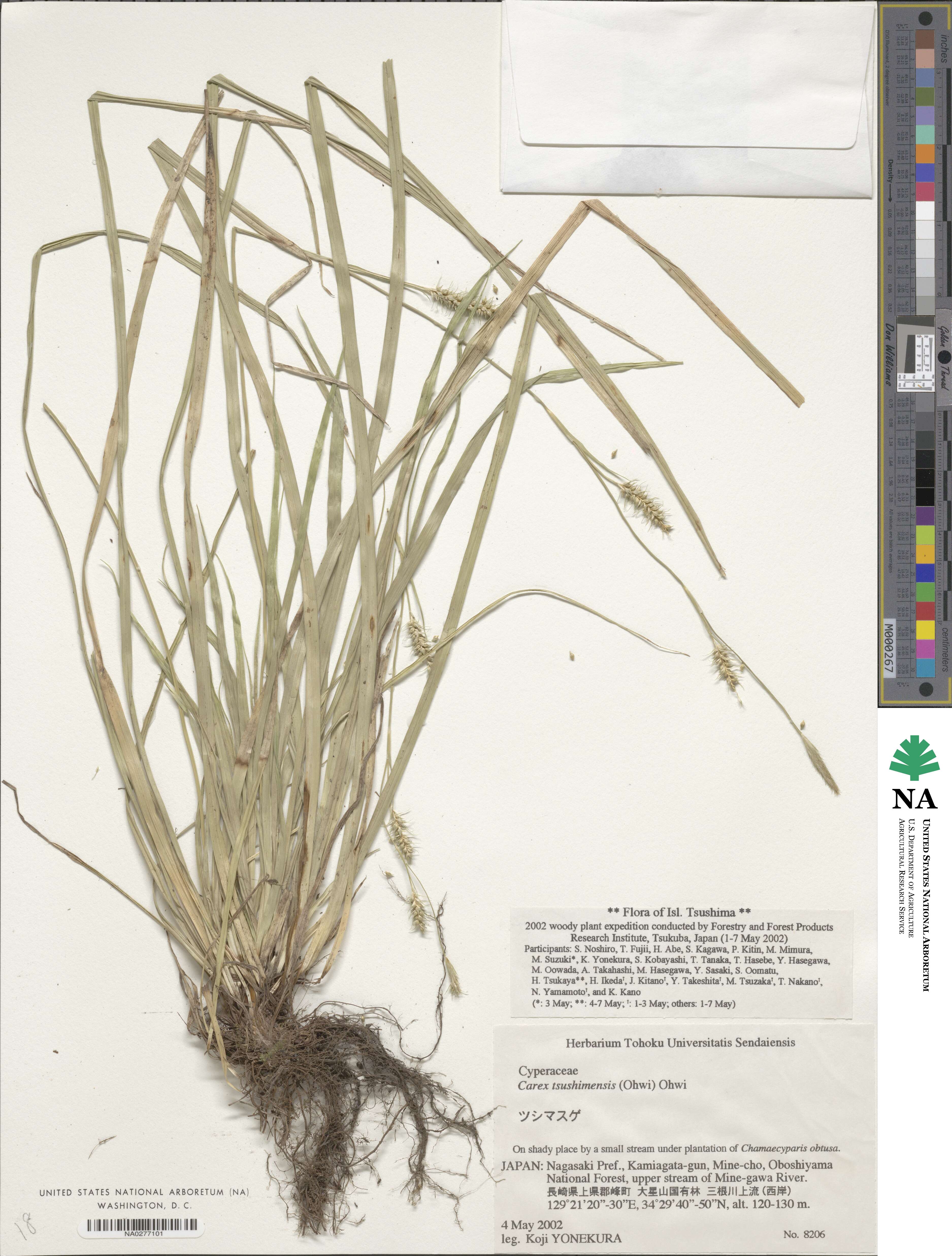 Carex tsushimensis image