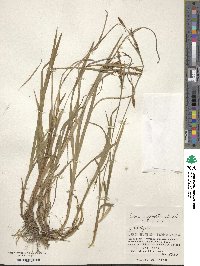 Carex vaginata image