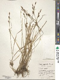 Carex vaginata image