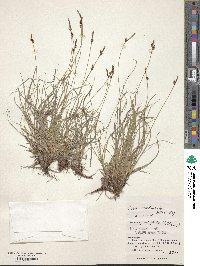 Carex vanheurckii image