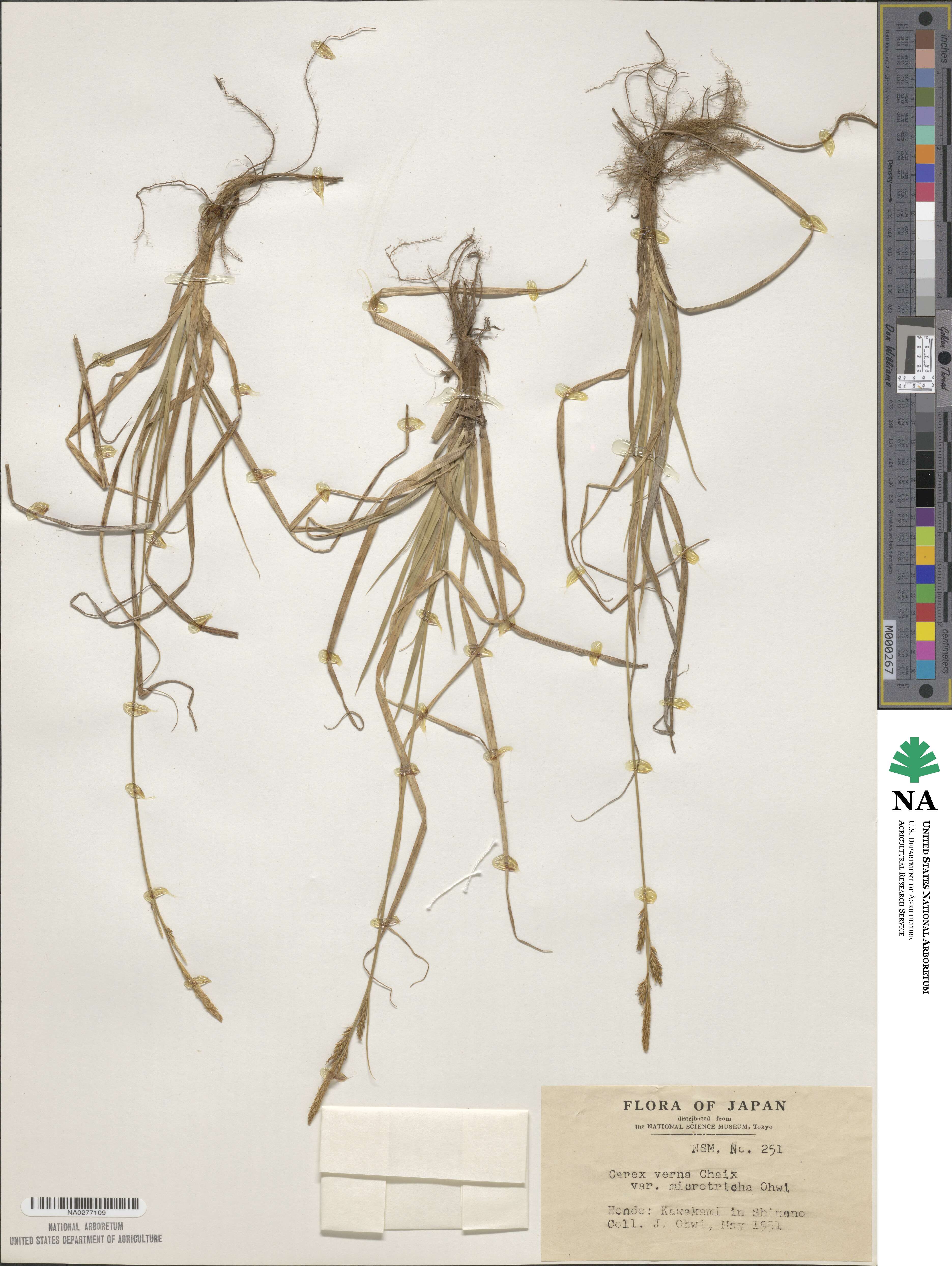 Carex caryophyllea var. microtricha image