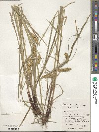 Carex vesicaria image